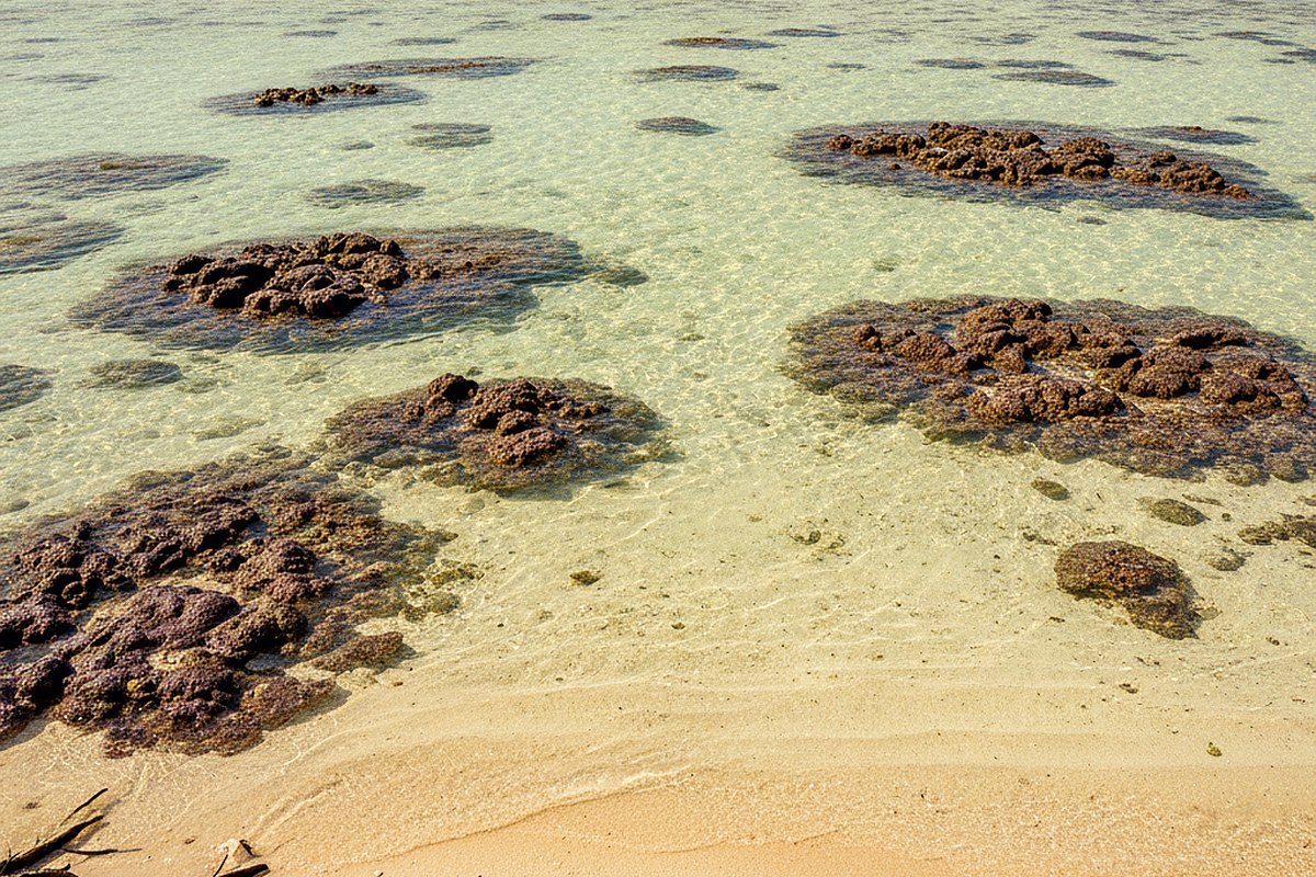 A shallow reef flat at low tide with dark coral heads under pale green water